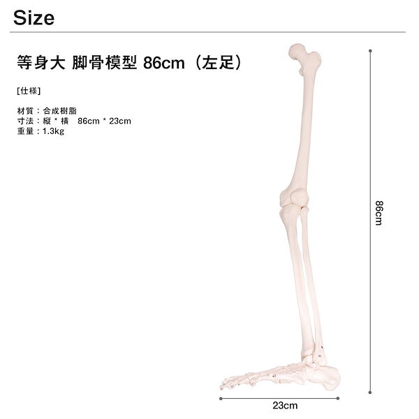 Qoo10] 人体模型 下肢骨 大腿骨 脛骨 足骨 模