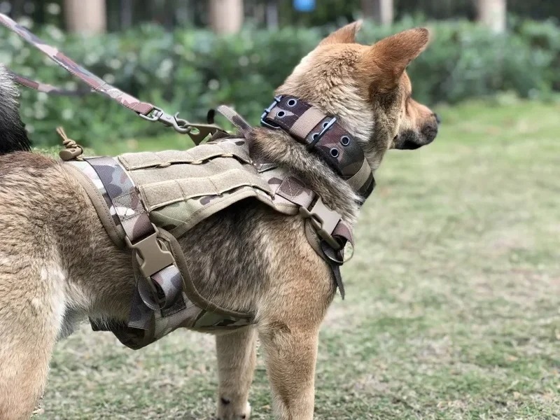 リーシュとハーネスがセットされた犬の襟戦術的なスタイル軍用調整可能大きな犬ウォーキングトレーニングのためのジャーマンシャードハーネス