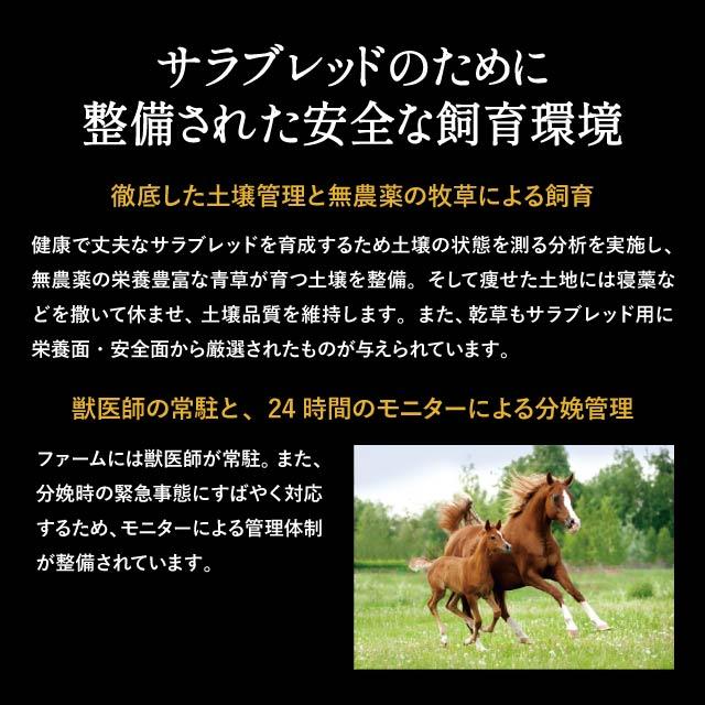 プラセンタヴィスグランプロ 2個セット GRAN PRO 正規品 北海道 サラブレッド 馬プラセンタ インナービューティ サプリ 美容 サプリメント アミノ酸 核酸 プラセンタヴィスグランプロ 2個セット GRAN PRO 正規品 北海道 サラブレッド 馬プラセンタ インナービューティ サプリ 美容 サプリメント アミノ酸 核酸