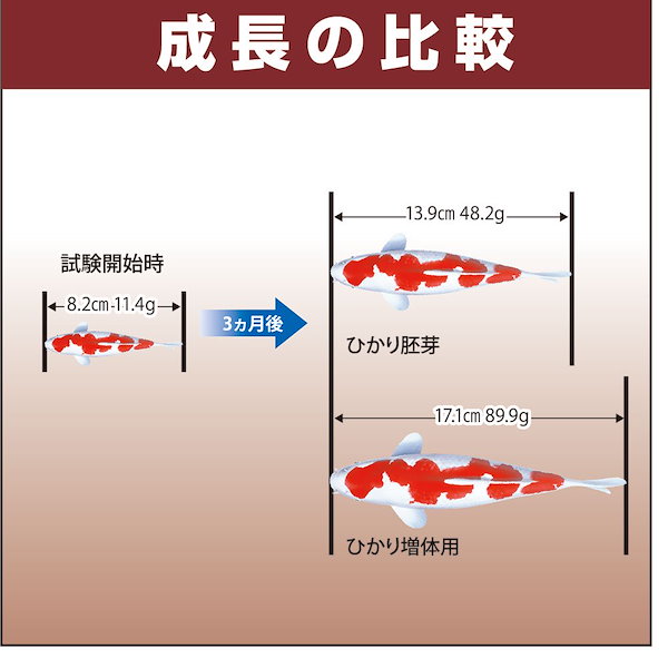 Qoo10] キョーリン 鯉の餌 咲ひかり 増体用 浮上 Ｍ １５