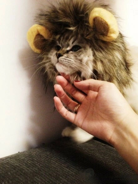 Qoo10] 猫帽子 猫 ライオン ウィッグ ペット