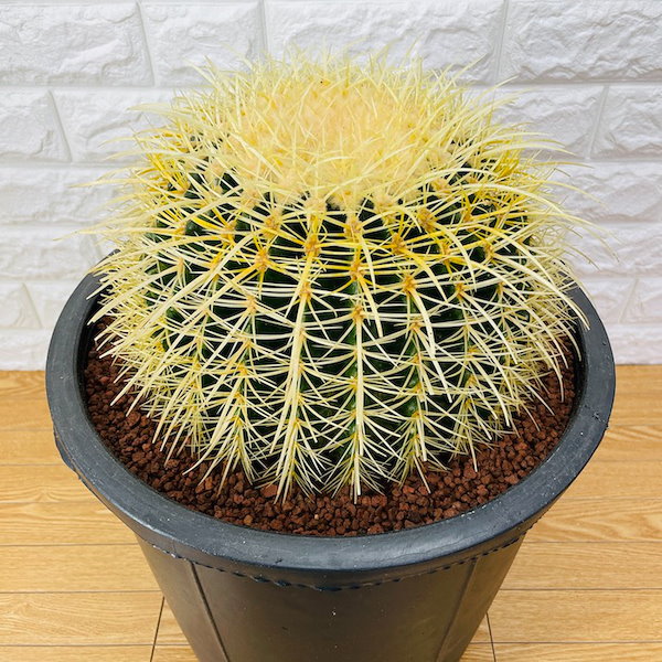 状態良好♩セレクト発送　セール開催中⭐︎キンシャチ⭐︎金鯱12号 Qoo10] サボテンの王様 金鯱 12号鉢 大型 特