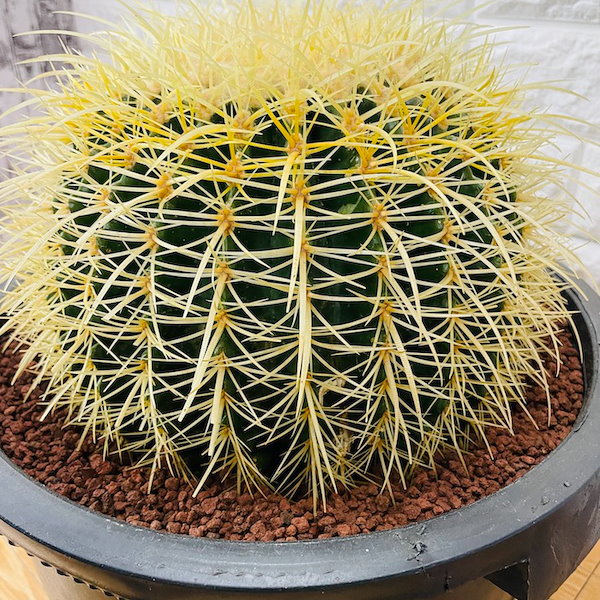 Qoo10] サボテンの王様 金鯱 12号鉢 大型 特