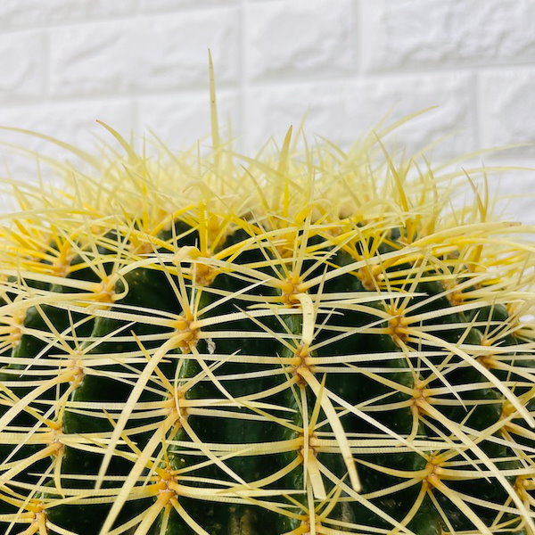 Qoo10] サボテンの王様 金鯱 12号鉢 大型 特