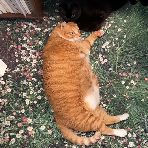 Qoo10] Pluffy archive ぷらっふぃーあーかいぶ フラワーガーデン