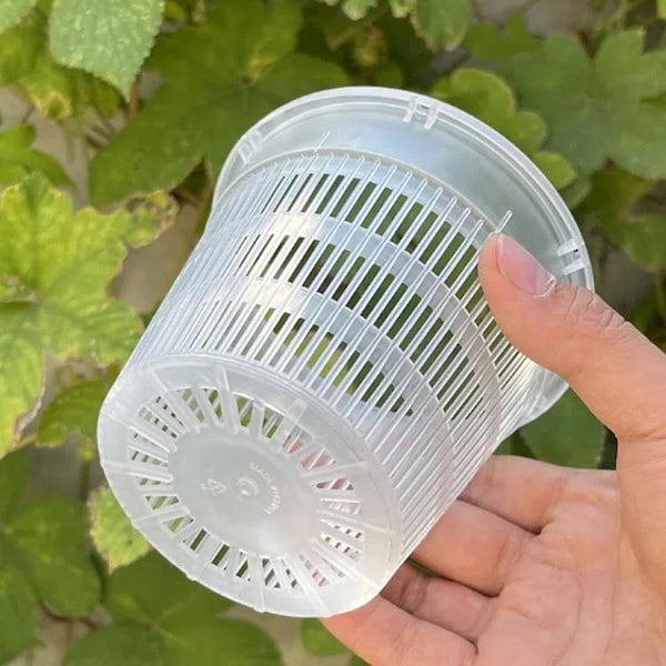 蘭鉢 71vJTtCAs0L._AC_UF350,