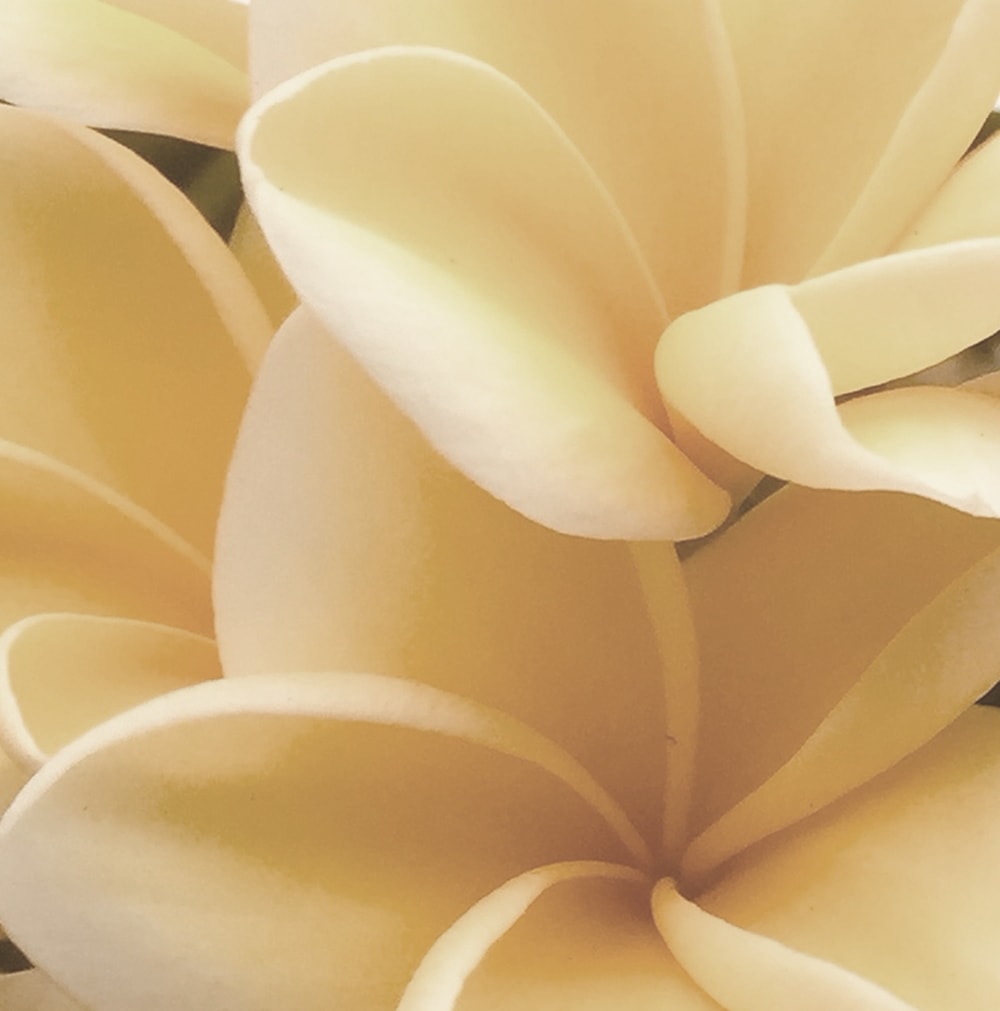 スカンスキンディープセラ結光保湿クリーム30ml + マスクパックをプレゼント スカンスキンディープセラ結光保湿クリーム30ml + マスクパックをプレゼント