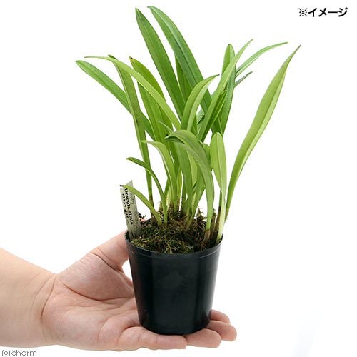 Qoo10] （観葉植物）洋ラン モンキーオーキッド