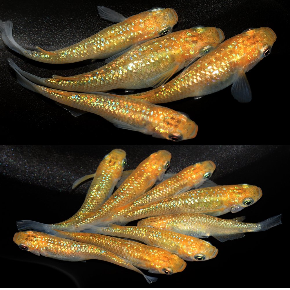 （めだか）夜桜ゴールドＸメダカ　宮本養魚場直系（５匹）　ＣＲＣ60―20―22―60―00