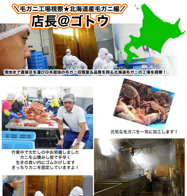 毛ガニ 360g前後×3尾セット 合計1kg前後 姿 味噌 けがに 毛がに カニ 蟹 かに 脚 折脚たし脚入る場合があります 毛ガニ 360g前後×3尾セット 合計1kg前後 姿 味噌 けがに 毛がに カニ 蟹 かに 脚 折脚たし脚入る場合があります