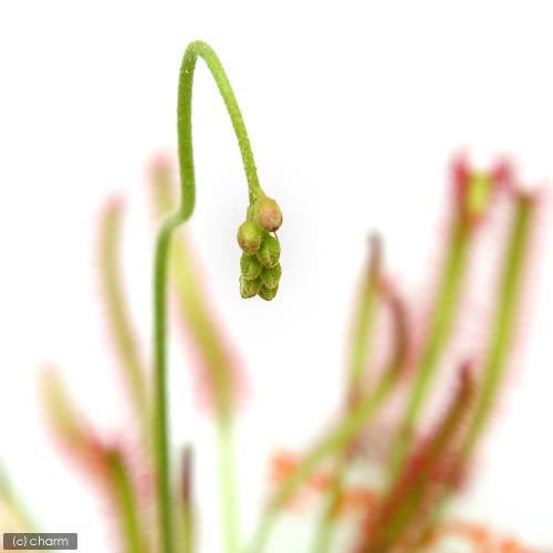 食虫植物 公式 モウセンゴケ カペンシスです。 アフリカナガバモウセンゴケ 粘りつけ式。日なたの湿地に生息してます。暖かいところが好きです。