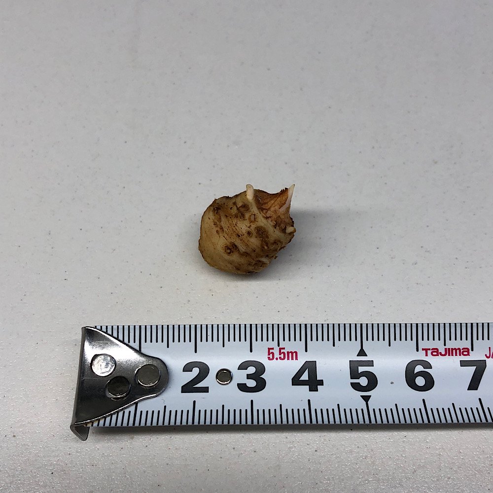 (山野草)テンナンショウ(天南星)Arisaema auriculatum Mサイズ 1球入り 3号(1ポット) CRC15―35―45―00―00 (山野草)テンナンショウ(天南星)Arisaema auriculatum Mサイズ 1球入り 3号(1ポット) CRC15―35―45―00―00