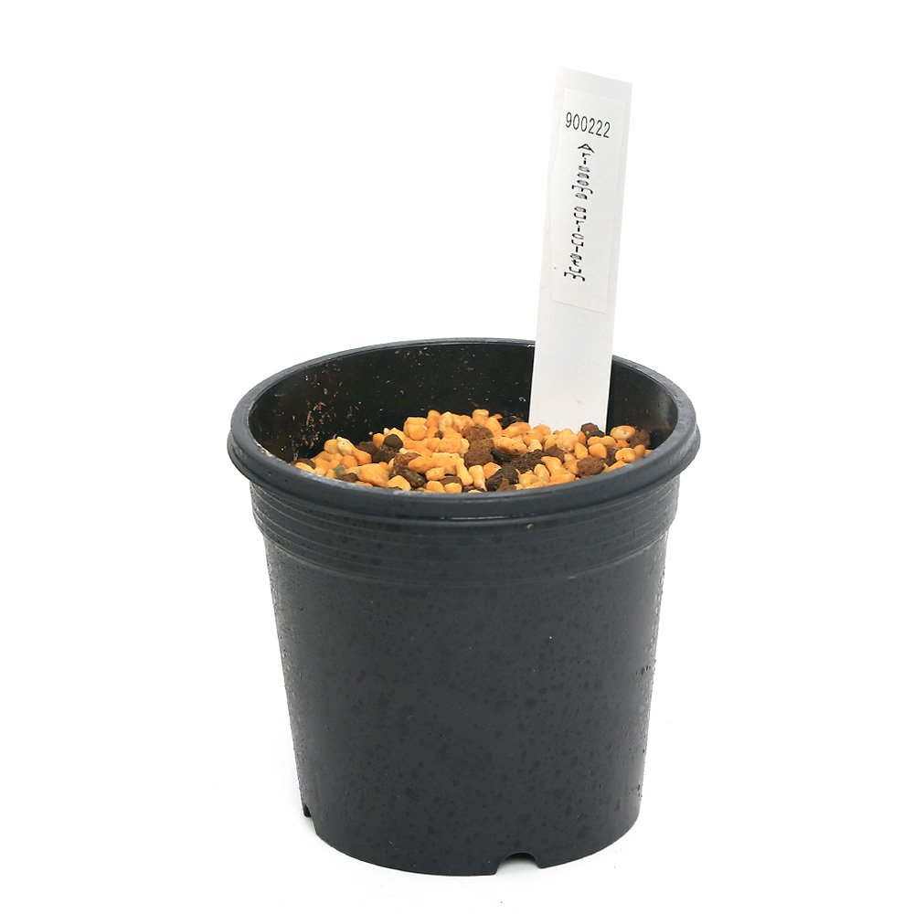 (山野草)テンナンショウ(天南星)Arisaema auriculatum Mサイズ 1球入り 3号(1ポット) CRC15―35―45―00―00 (山野草)テンナンショウ(天南星)Arisaema auriculatum Mサイズ 1球入り 3号(1ポット) CRC15―35―45―00―00