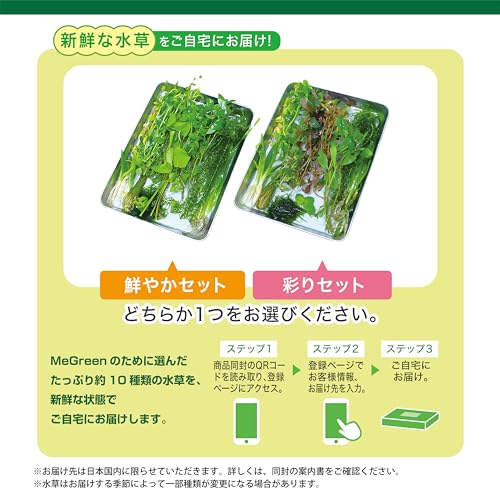 GEX MeGreen 新鮮な水草付き グラスアクアティアーセット 水草育成用品セット 別送でたっぷ