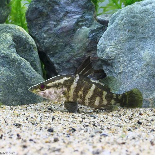 （淡水魚）アカメ　Ｍサイズ（１匹）　北海道・九州航空便要保温　ＣＲＣ60―30―40―00―00