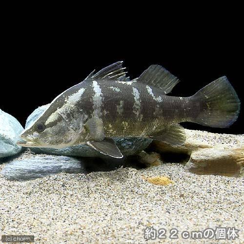 （淡水魚）アカメ　Ｍサイズ（１匹）　北海道・九州航空便要保温　ＣＲＣ60―30―40―00―00