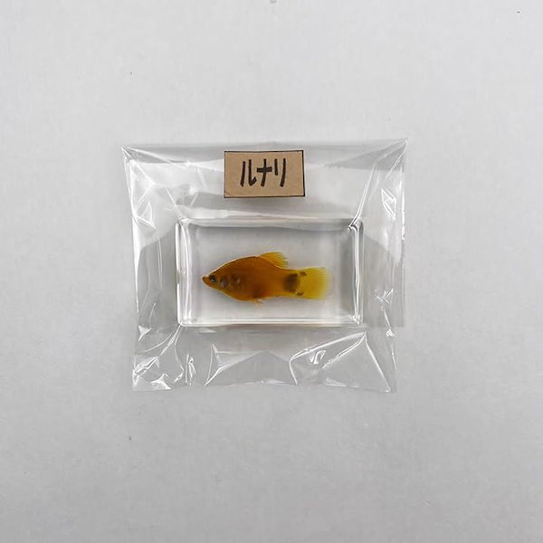 Qoo10] プラティ 標本 魚 透明標本 観察 自由