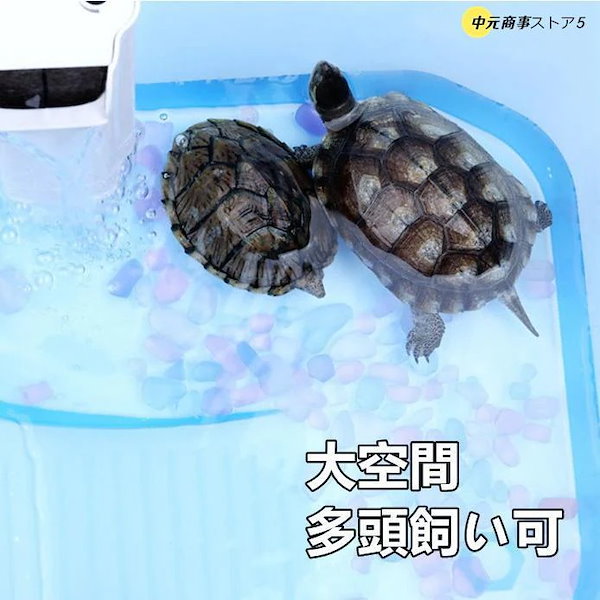 Qoo10] 亀 水槽 カメ 飼育ケース 60CM ボ