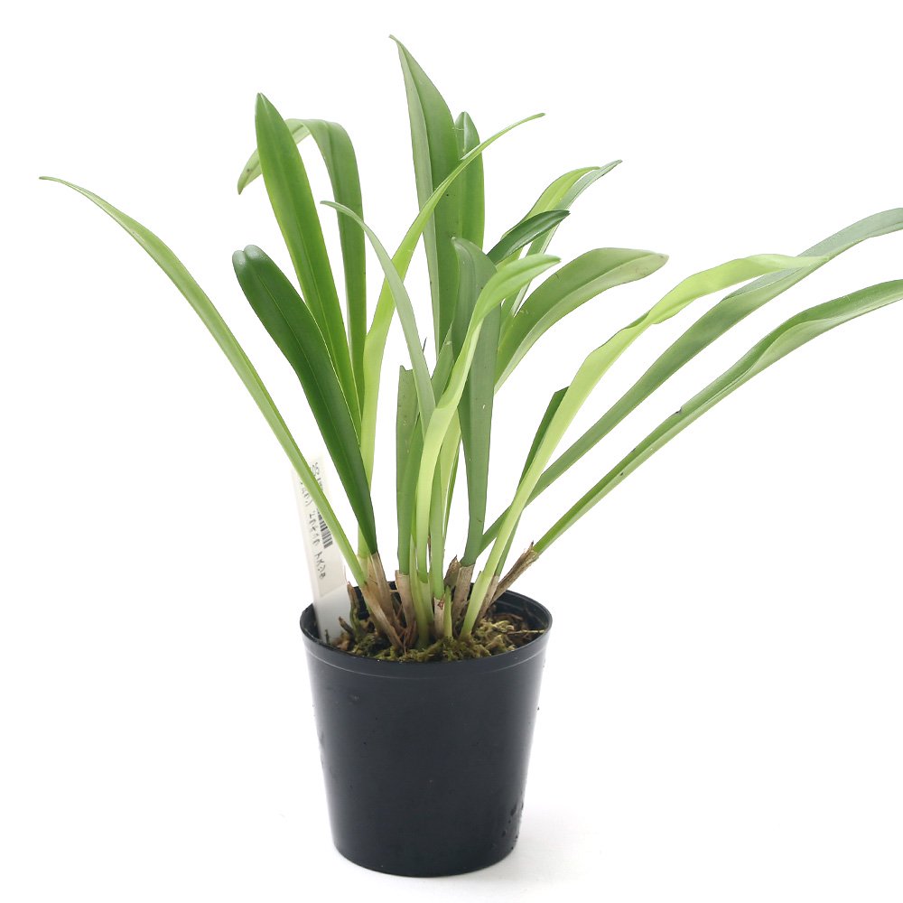 （観葉植物）洋ラン　モンキーオーキッド　ドラクラ　アスツタ　２．５ー３号（１鉢）　ＣＲＣ15―63―45―00―00