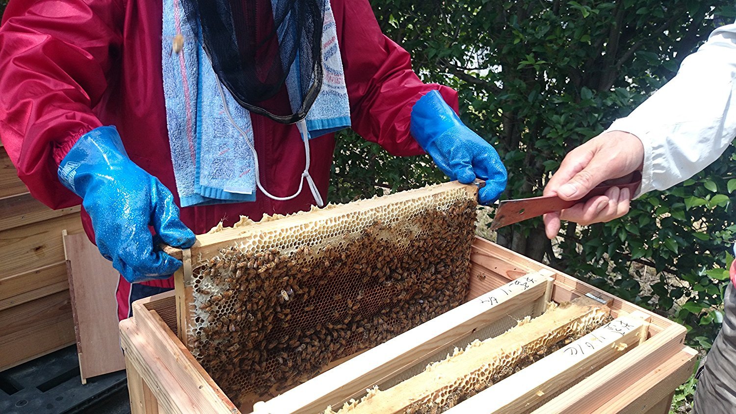日新蜂蜜 純粋アルゼンチン&カナダ産はちみつ720g×3本 日新蜂蜜 純粋アルゼンチン&カナダ産はちみつ720g×3本