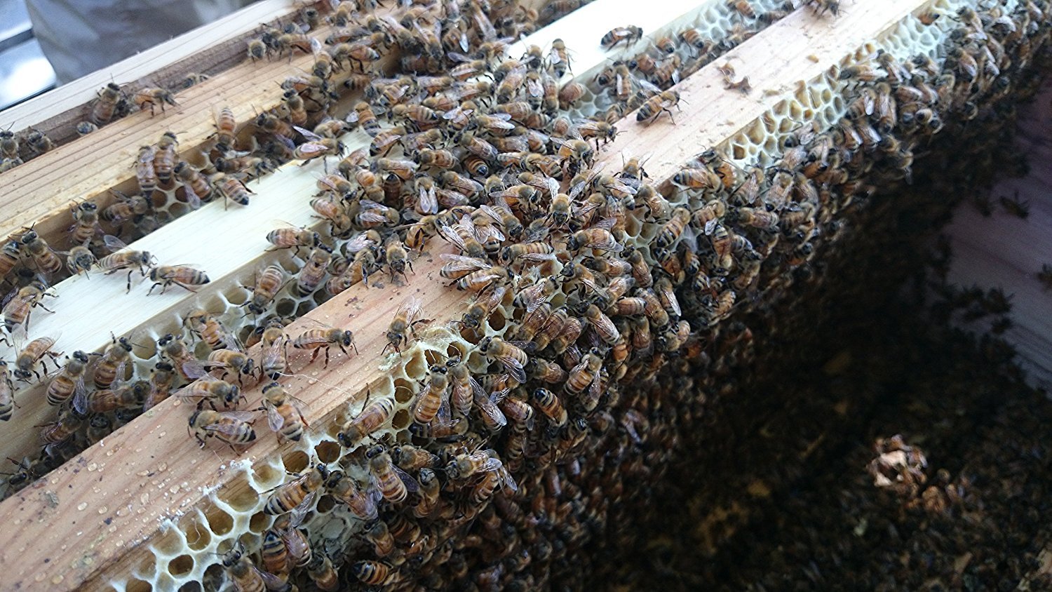 日新蜂蜜 純粋アルゼンチン&カナダ産はちみつ720g×3本 日新蜂蜜 純粋アルゼンチン&カナダ産はちみつ720g×3本