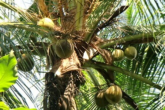 ココナッツシュガー 有機 砂糖 オーガニック ココナッツシュガー250g 6個セット ムソーオーガニ ココナッツシュガー 有機 砂糖 オーガニック ココナッツシュガー250g 6個セット ムソーオーガニ