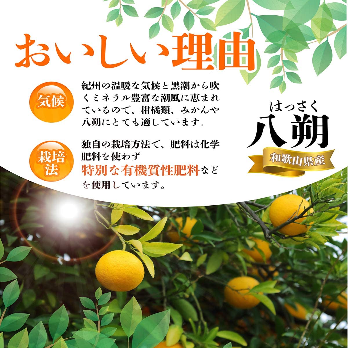 美味いとこどり 和歌山県産 八朔 はっさく ( 10kg ) ご家庭用 和歌山県産 産地直送 訳あり フルーツマイスターが選別 美味いとこどり 和歌山県産 八朔 はっさく ( 10kg ) ご家庭用 和歌山県産 産地直送 訳あり フルーツマイスターが選別