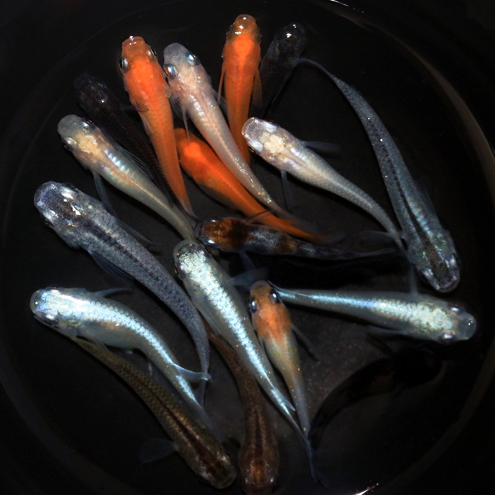 (めだか)メダカミックス(50匹) CRC60―20―22―99―00 (めだか)メダカミックス(50匹) CRC60―20―22―99―00