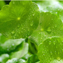 【 日本公式ショップ】スキンソリューション BBクリーム 50g チューブタイプ スポンジ無し カバー力 敏感肌 時短 bbファンデーション 下地不要 ファンデーション ツヤ肌 韓国 ドクター 【 日本公式ショップ】スキンソリューション BBクリーム 50g チューブタイプ スポンジ無し カバー力 敏感肌 時短 bbファンデーション 下地不要 ファンデーション ツヤ肌 韓国 ドクター