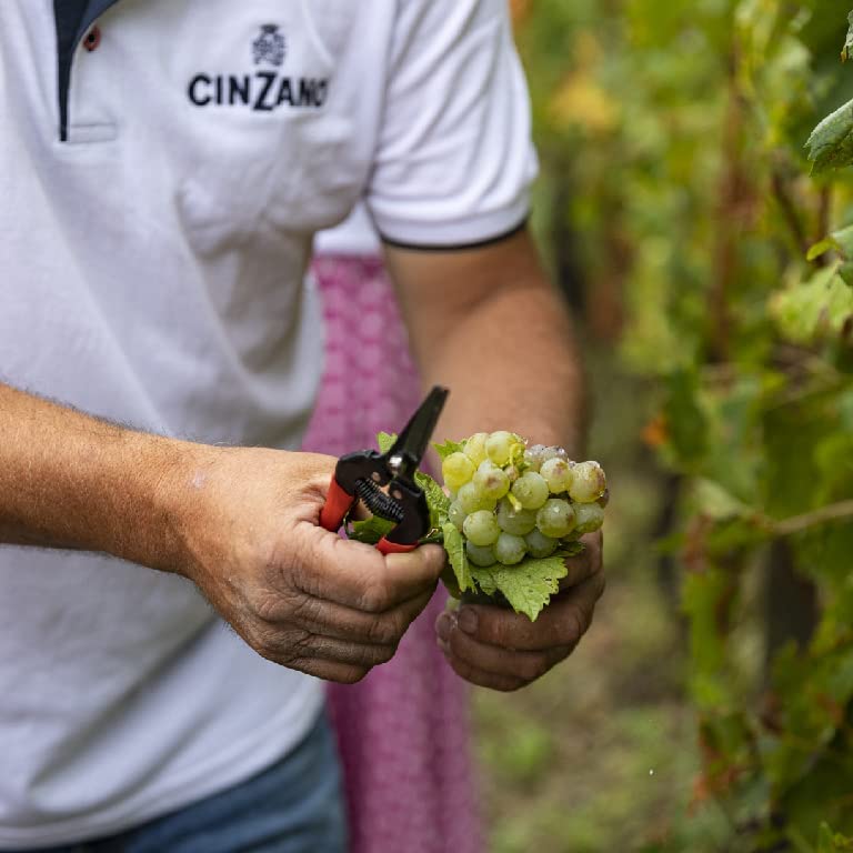 【送料無料】チンザノ エディション セッコ 750ml6本［スパークリング/辛口/イタリア］【本州(一部地域を除く)は送料無料】