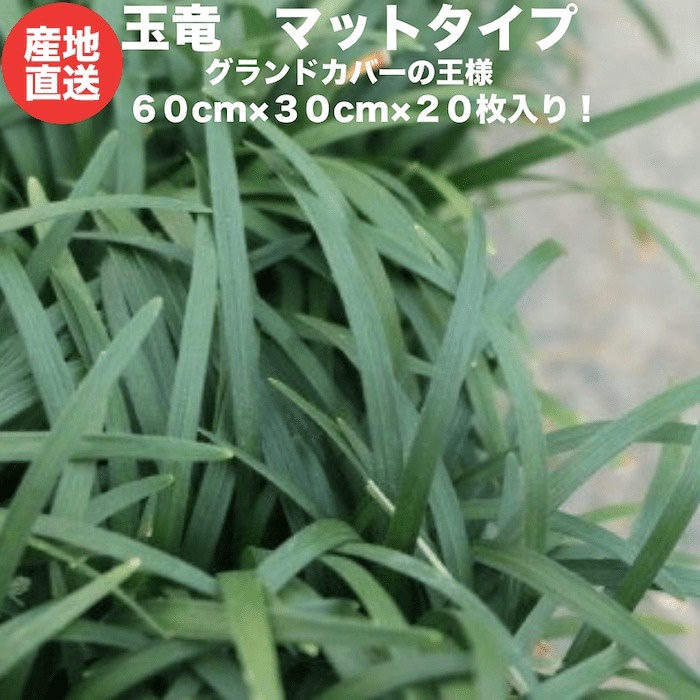 タマリュウ（玉竜）マットタイプ 60cm30cm ２０枚 産地直送 グランドカバー 竜のヒゲ