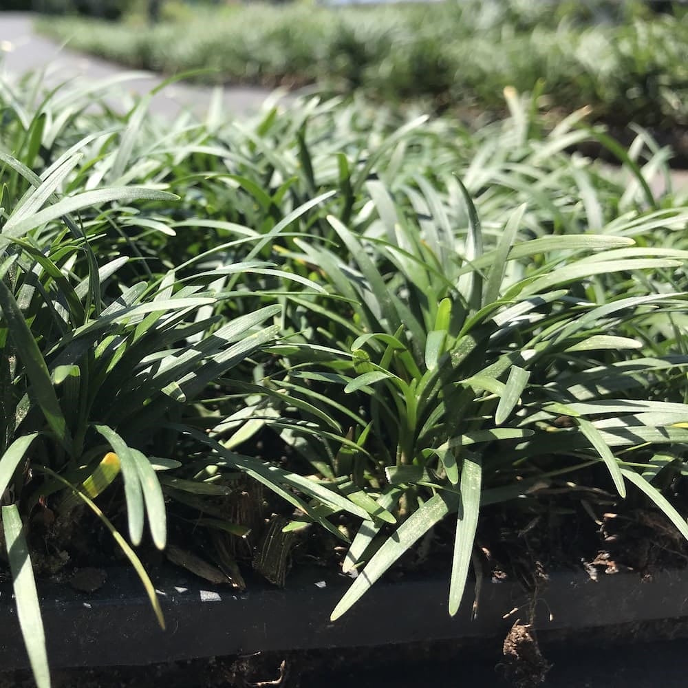 タマリュウ（玉竜）マットタイプ 60cm30cm ２０枚 産地直送 グランドカバー 竜のヒゲ