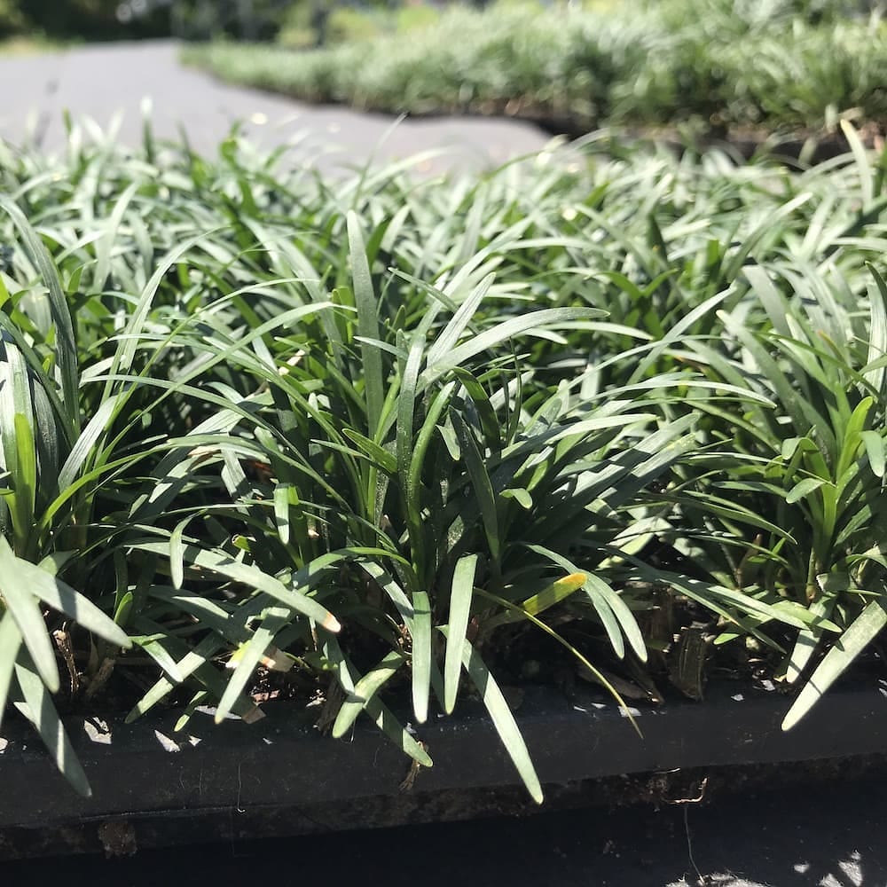 タマリュウ（玉竜）マットタイプ 60cm30cm ２０枚 産地直送 グランドカバー 竜のヒゲ