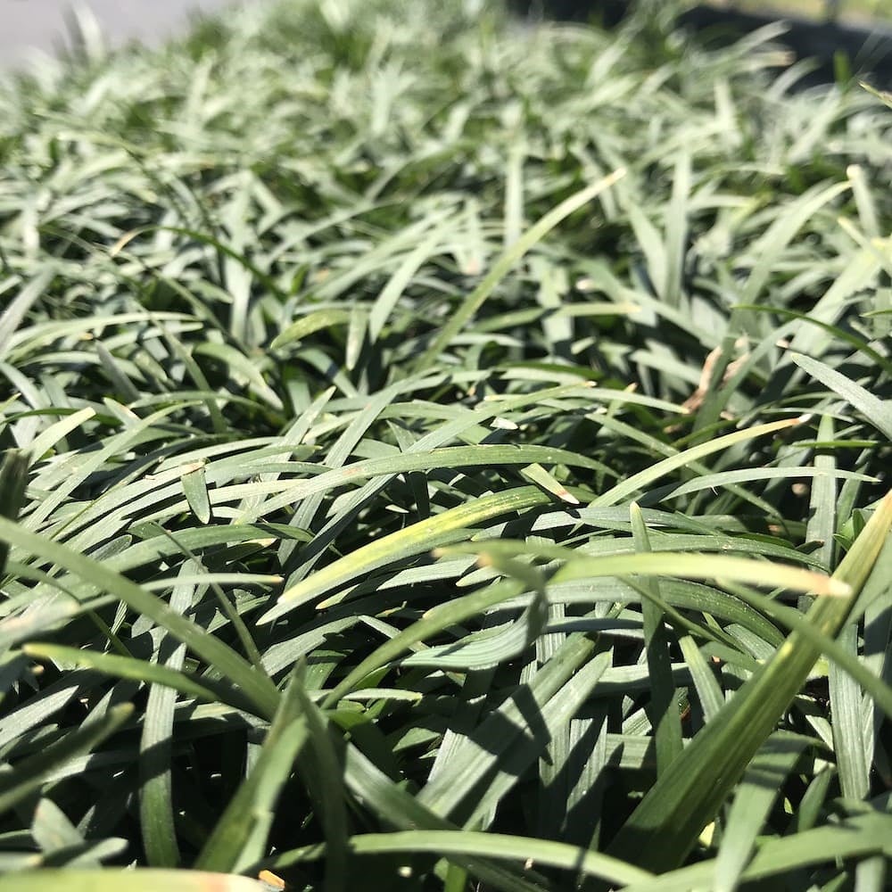 タマリュウ（玉竜）マットタイプ 60cm30cm ２０枚 産地直送 グランドカバー 竜のヒゲ