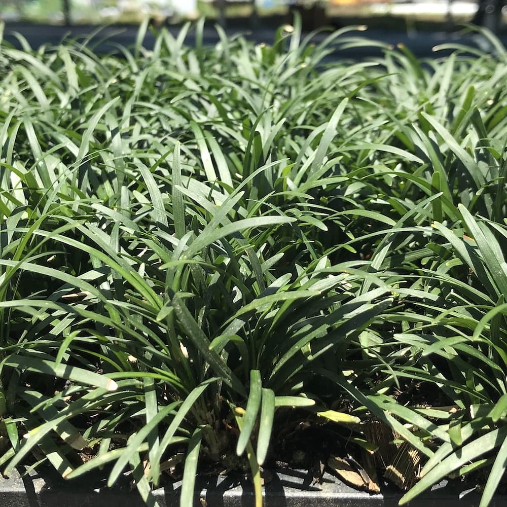 タマリュウ（玉竜）マットタイプ 60cm30cm ２０枚 産地直送 グランドカバー 竜のヒゲ