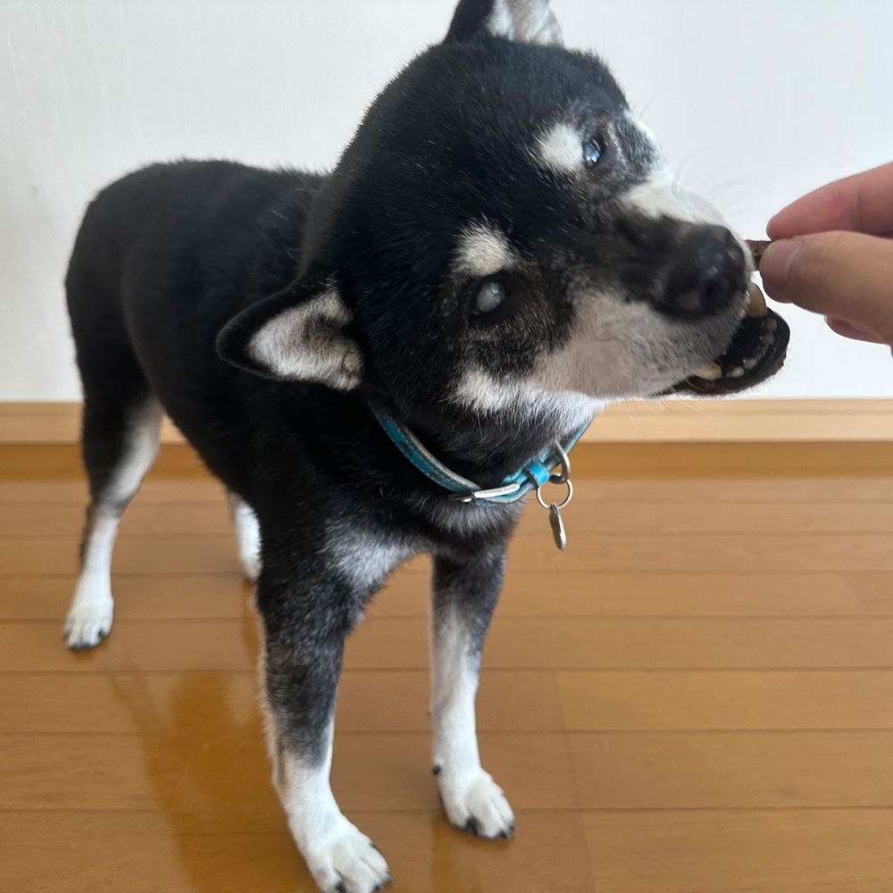 （まとめ買い）極上 和牛すじスティック 70g 犬用おやつ [x12]