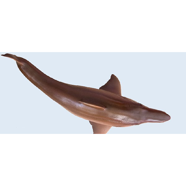 PNSO ヘリコプリオン 魚類 動物 フィギュア おもちゃ プレゼント 模型 Amazon.co.jp: PNSO 成長シリーズ ヘリコプリオン 魚類 動物