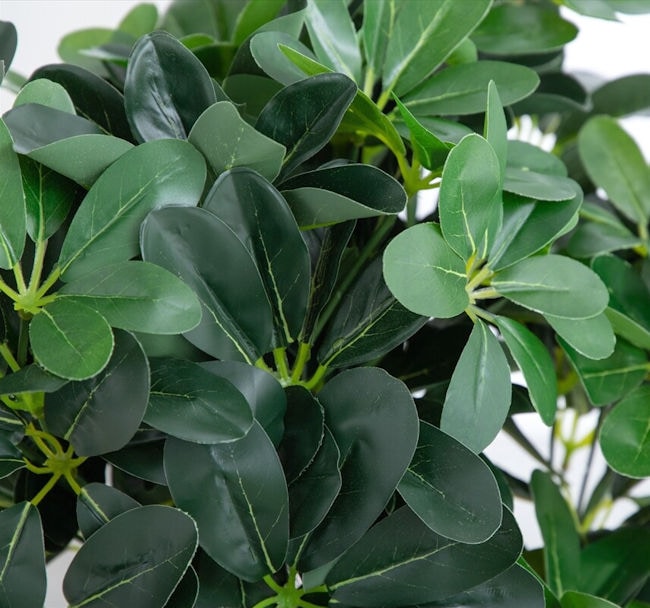 光触媒人工観葉植物カポック高さ90cm インテリアグリーン フェイクグリーン(1284) 光触媒人工観葉植物カポック高さ90cm インテリアグリーン フェイクグリーン(1284)