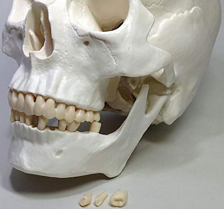 実物大 超精密 頭蓋骨 模型 可動 タイプ 歯科 耳鼻科 眼科 学校教材用 頭部 プロップ 骸骨 髑髏 ドクロ スカル ガイコツ(ホワイト, M)