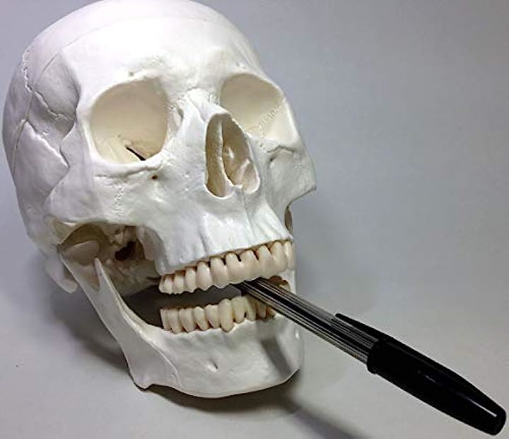 実物大 超精密 頭蓋骨 模型 可動 タイプ 歯科 耳鼻科 眼科 学校教材用 頭部 プロップ 骸骨 髑髏 ドクロ スカル ガイコツ(ホワイト, M)