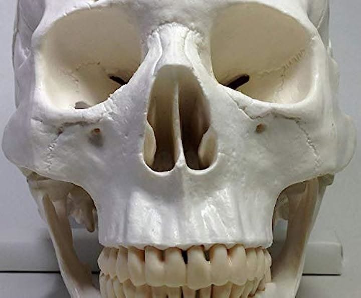 実物大 超精密 頭蓋骨 模型 可動 タイプ 歯科 耳鼻科 眼科 学校教材用 頭部 プロップ 骸骨 髑髏 ドクロ スカル ガイコツ(ホワイト, M)