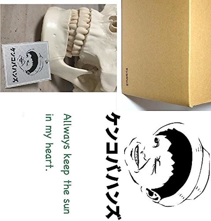 実物大 超精密 頭蓋骨 模型 可動 タイプ 歯科 耳鼻科 眼科 学校教材用 頭部 プロップ 骸骨 髑髏 ドクロ スカル ガイコツ(ホワイト, M)