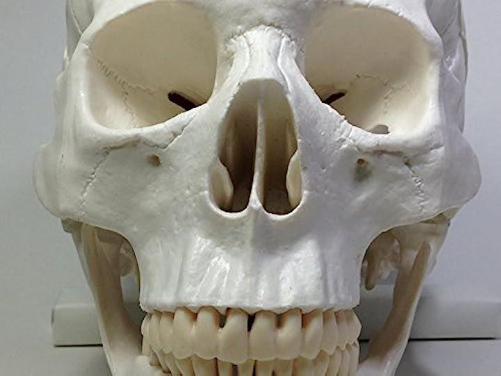 実物大 超精密 頭蓋骨 模型 可動 タイプ 歯科 耳鼻科 眼科 学校教材用 頭部 プロップ 骸骨 髑髏 ドクロ スカル ガイコツ(ホワイト, M)