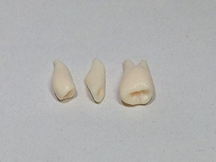 実物大 超精密 頭蓋骨 模型 可動 タイプ 歯科 耳鼻科 眼科 学校教材用 頭部 プロップ 骸骨 髑髏 ドクロ スカル ガイコツ(ホワイト, M)