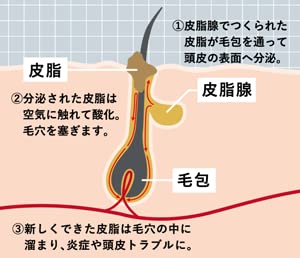 【340mlx2個】コラージュフルフル スカルプシャンプー マリンシトラスの香り (詰替え用) 340mLx２個(4987767660448-2)