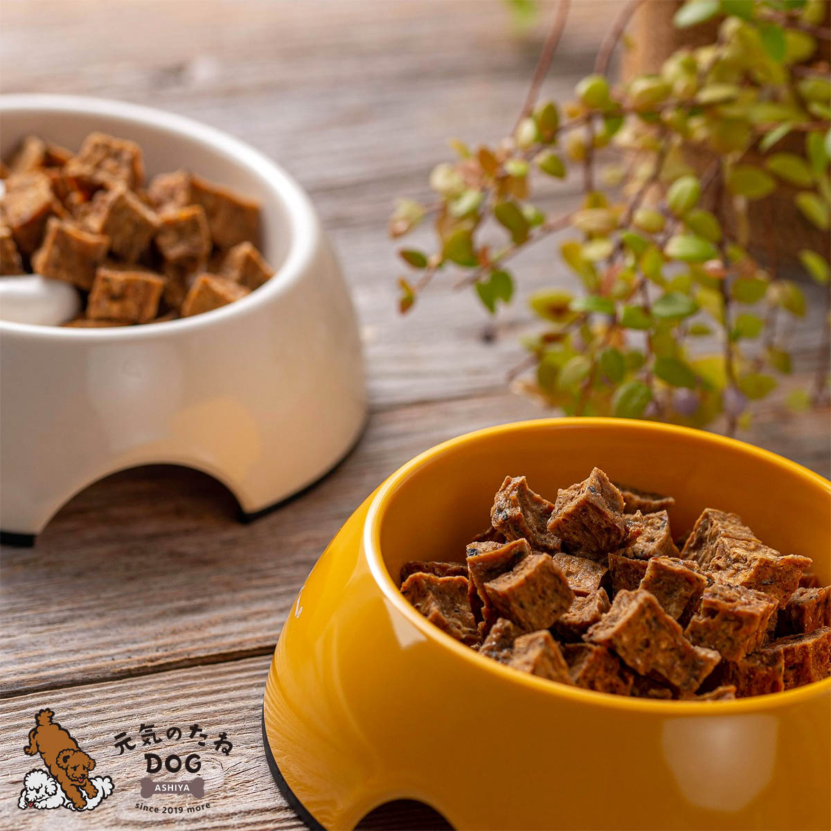 犬 猫 おやつ 国産 無添加 鮭 無塩 デリシャスキューブ 500g サーモン プレゼント ドックフード ドッグフード 犬用 猫用 ペット 犬のおやつ ご褒美 フード プレゼント ペット用 犬 猫 おやつ 国産 無添加 鮭 無塩 デリシャスキューブ 500g サーモン プレゼント ドックフード ドッグフード 犬用 猫用 ペット 犬のおやつ ご褒美 フード プレゼント ペット用