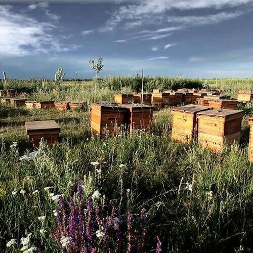 はちみつ ハチミツ ハニー 森羅万象 天山蜂蜜 600g 2個セット はちみつ ハチミツ ハニー 森羅万象 天山蜂蜜 600g 2個セット