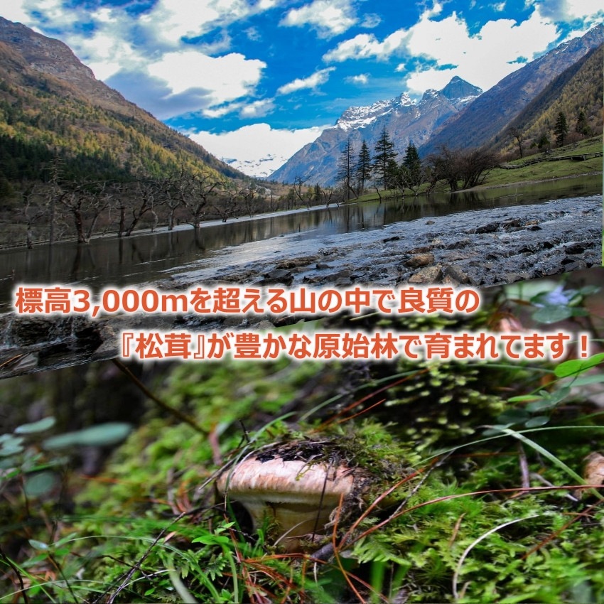 松茸 2024 中国産 【つぼみ】1kg 秋の味覚 鮮度がよく 香り豊かな 生松茸 プレゼント 秋のバーベキュー パーティー【Bigイベント】 家族団らん