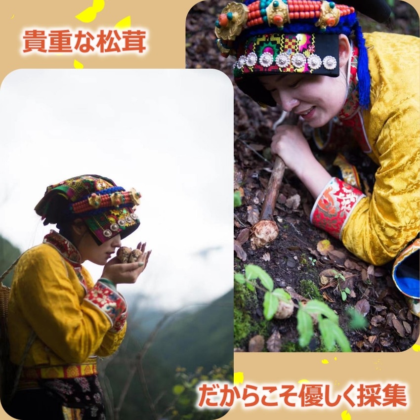 松茸 2024 中国産 【つぼみ】1kg 秋の味覚 鮮度がよく 香り豊かな 生松茸 プレゼント 秋のバーベキュー パーティー【Bigイベント】 家族団らん