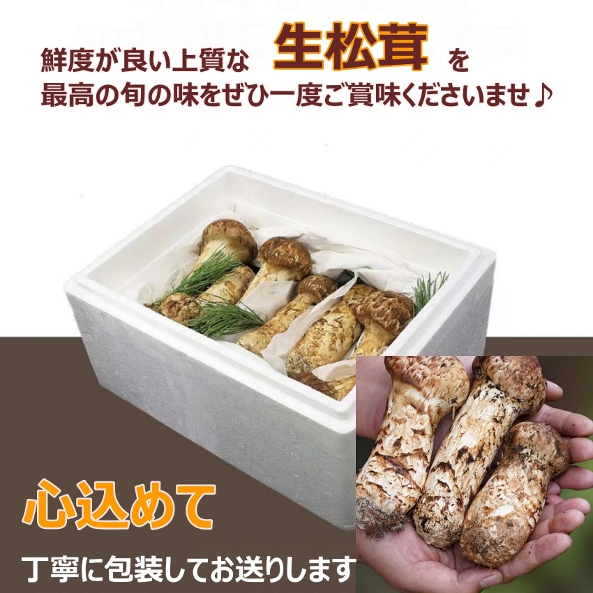 松茸 2024 中国産 【つぼみ】1kg 秋の味覚 鮮度がよく 香り豊かな 生松茸 プレゼント 秋のバーベキュー パーティー【Bigイベント】 家族団らん